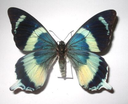 Papilio lagleizei