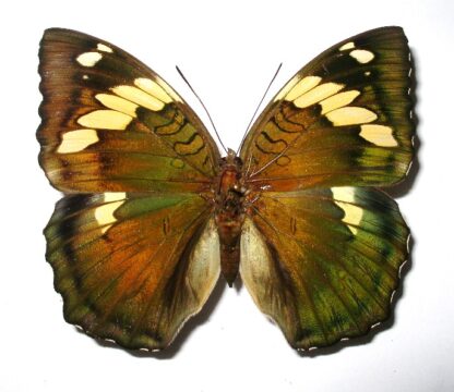 Euthalia confucius