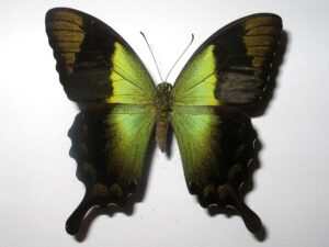 Achillides peranthus per.