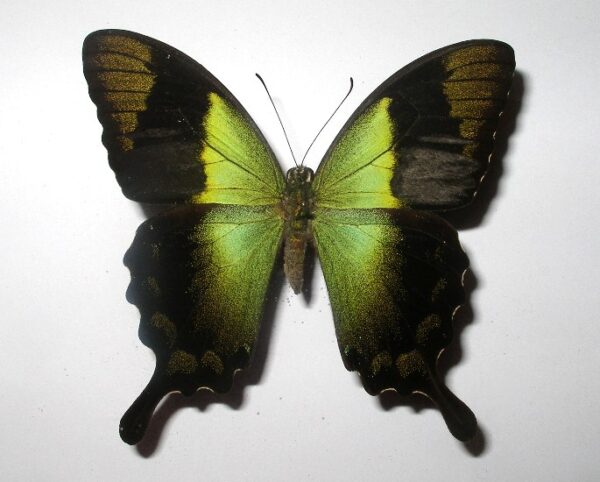 Achillides peranthus per.