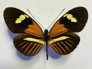 Heliconiidae