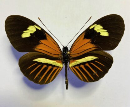 Heliconiidae