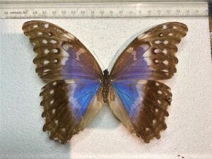 Morpho godarti julanthiscus