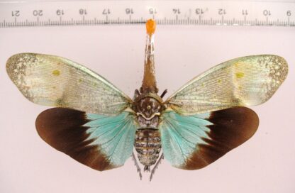 Pyrops pythnia