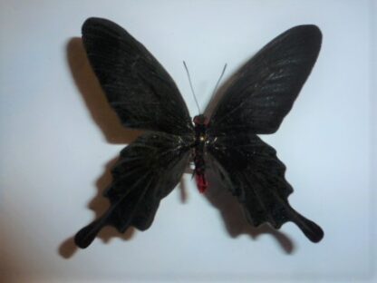 Pachliopta kotzebuea