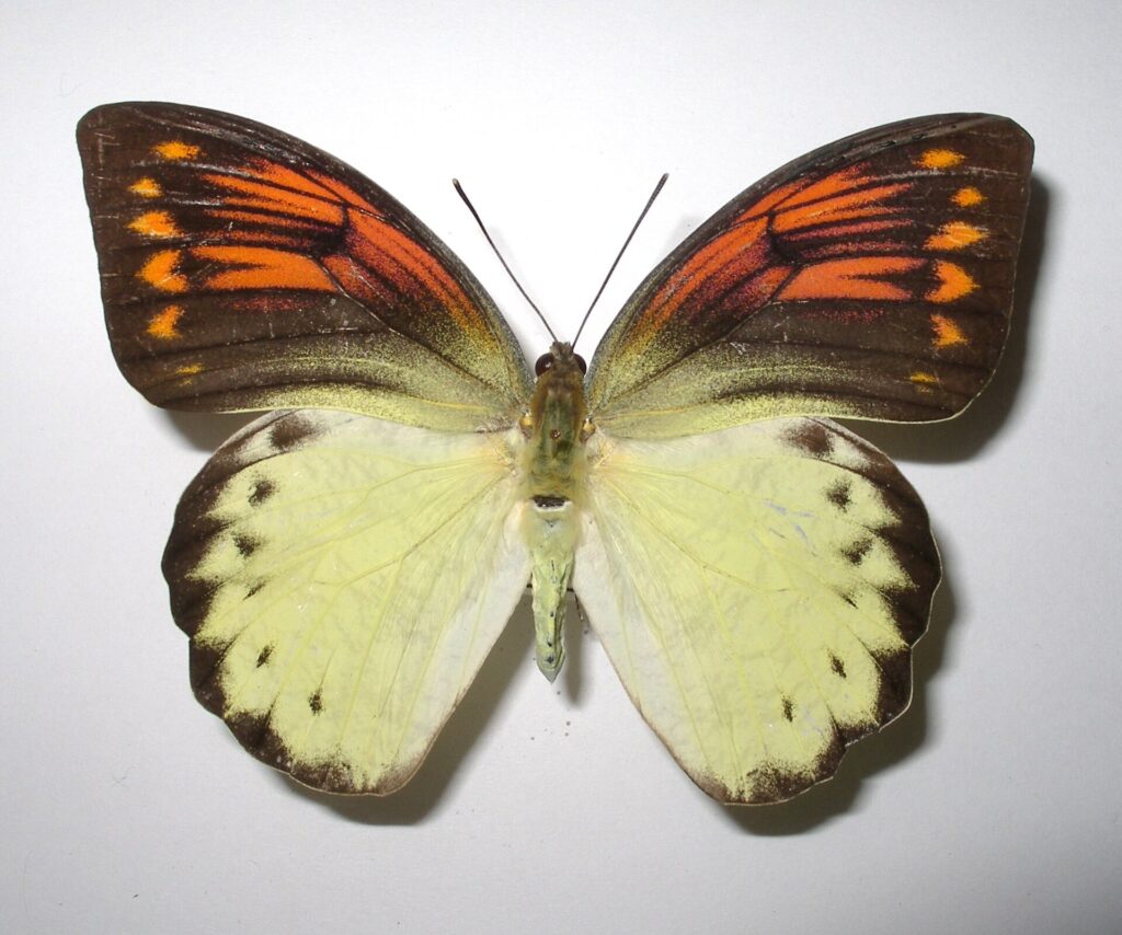 Hebomoia leucippe
