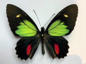 Parides childrenae