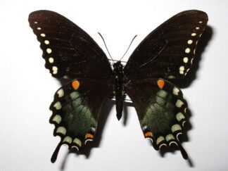 Papilio trolius