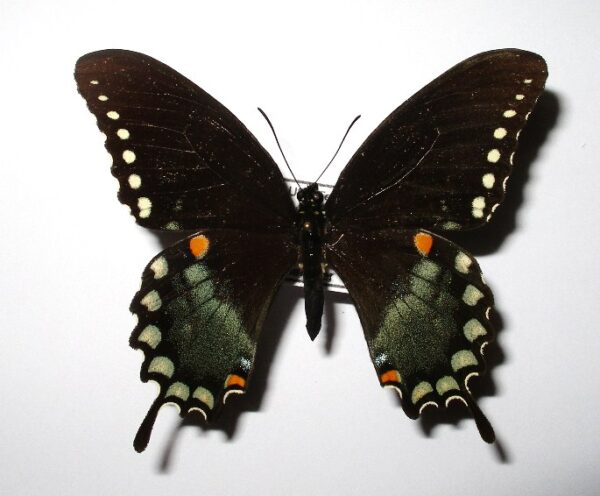 Papilio trolius