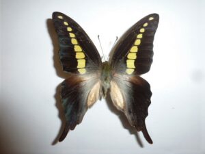 Graphium codrus auratus