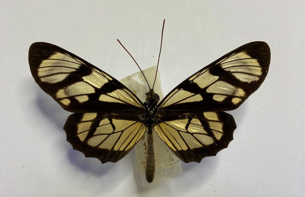 Ituna ilione