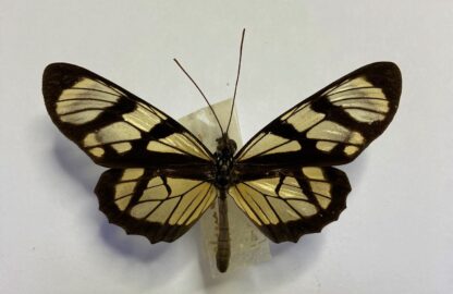 Ituna ilione