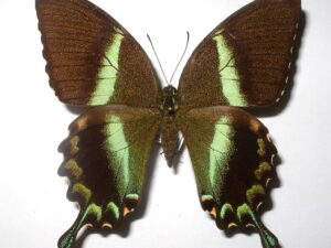 Achillides blumei