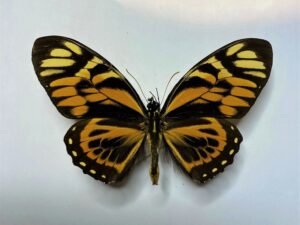 Papilio zagreus batesi