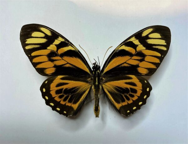 Papilio zagreus batesi