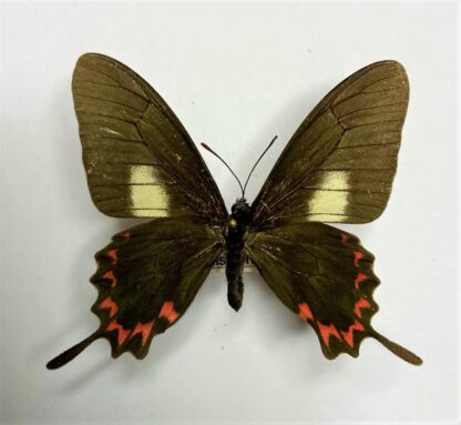 Mimoides lysithous