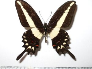 Papilio hectorides