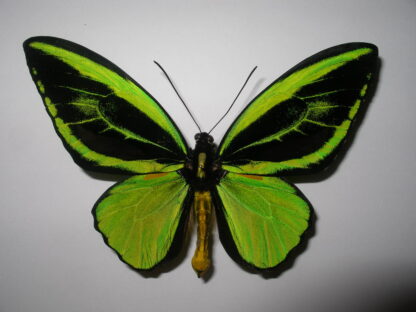 Ornithoptera priamus teucrus