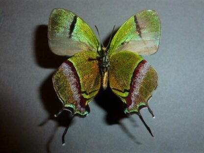 Evenus coronata