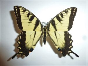 Papilio glaucus