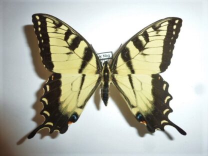 Papilio glaucus