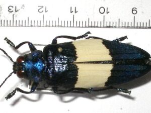 Chrysochroa castelnaudi