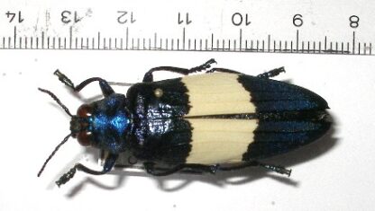 Chrysochroa castelnaudi
