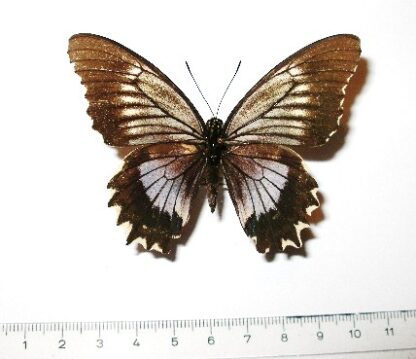 Battus streckerianus