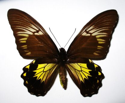 Troides amphrysus