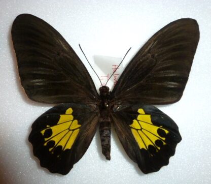 Troides criton