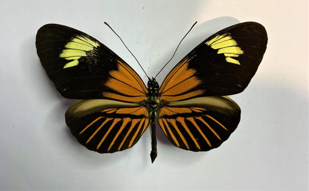 Heliconius sp.