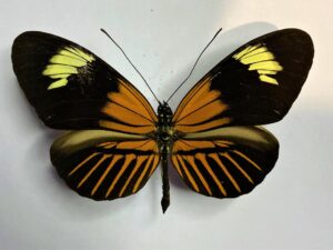 Heliconius sp.