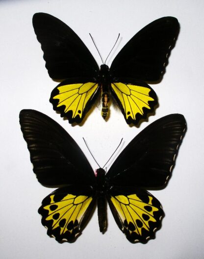 Troides helena maurus