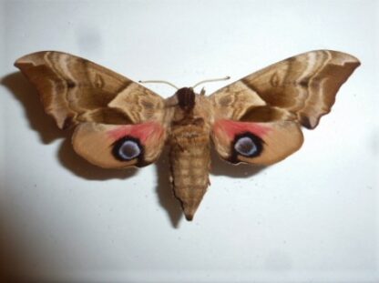 Smerinthus ocellatus