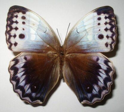 Stichtophthalma camadeva