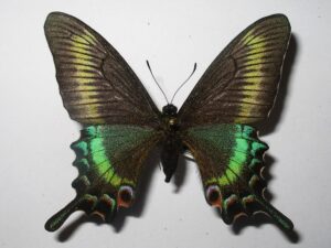 Achillide maackii