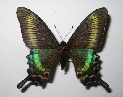 Achillide maackii