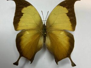 Anaea electra