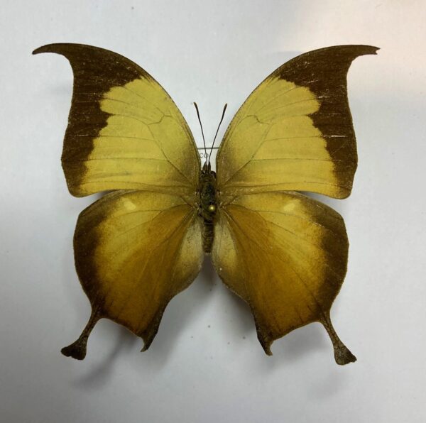 Anaea electra