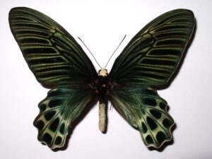 Atrophaneura sycorax