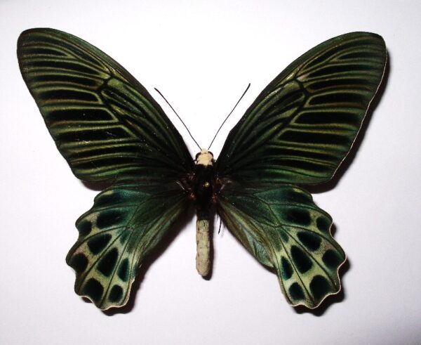 Atrophaneura sycorax