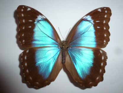 Morpho menelaus
