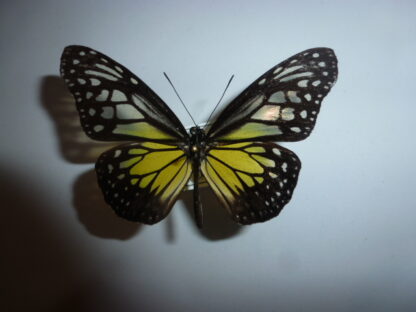 Danaus aspasia