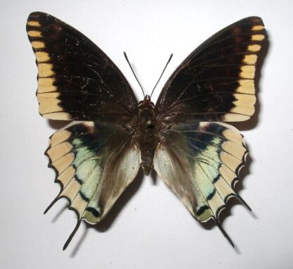 Charaxes jasius epijasius