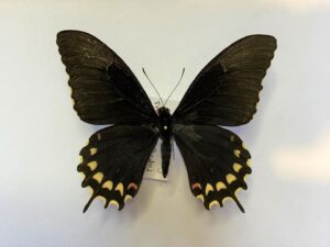 Papilio erostratus
