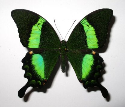 Papilio ( Achillides) palinurus
