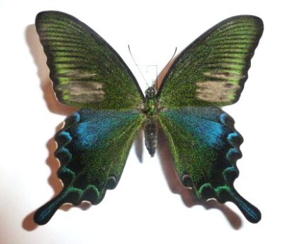 Papilio junia