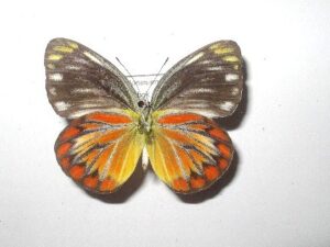 Cepora temena temena