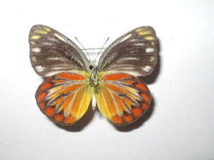 Cepora temena temena