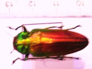 Belinota sumptuosa ssp.1